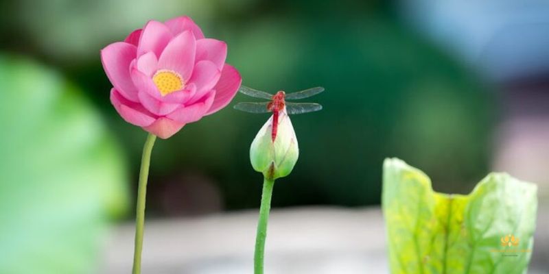 Thơ Phật giáo sống một kiếp người bình an là được